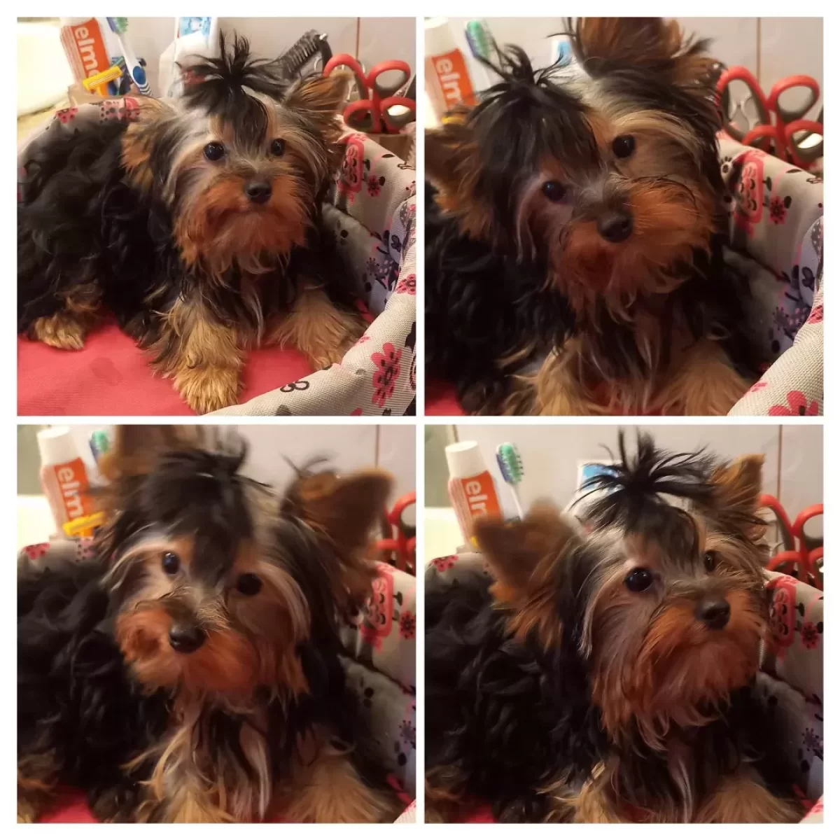 Yorkshire terrier sunia/5mc/dobrze wychowane