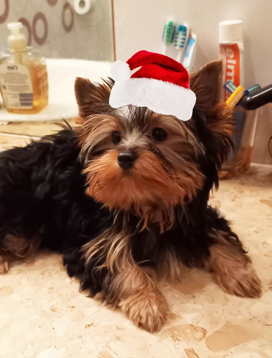 Yorkshire terrier sunia/5mc/dobrze wychowane