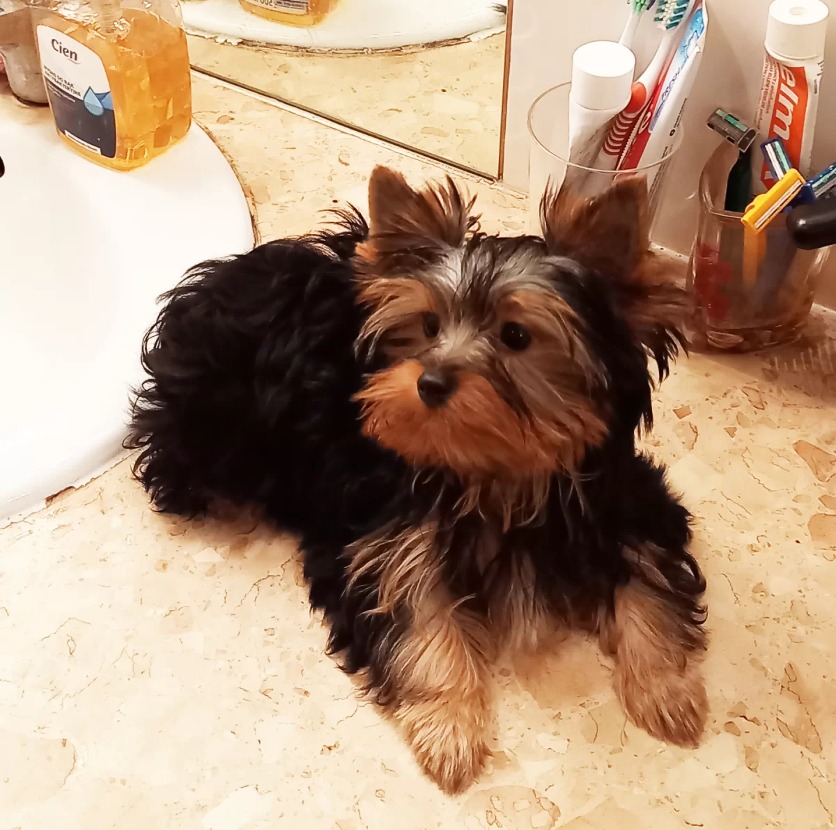 Yorkshire terrier sunia/5mc/dobrze wychowane