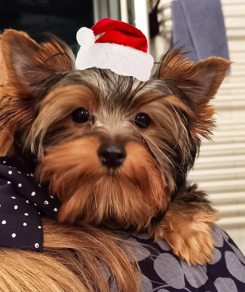 Yorkshire terrier sunia/5mc/dobrze wychowane
