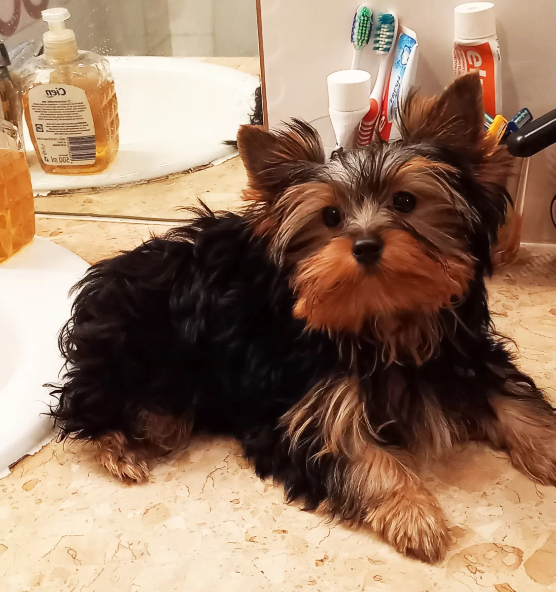 Yorkshire terrier sunia/5mc/dobrze wychowane