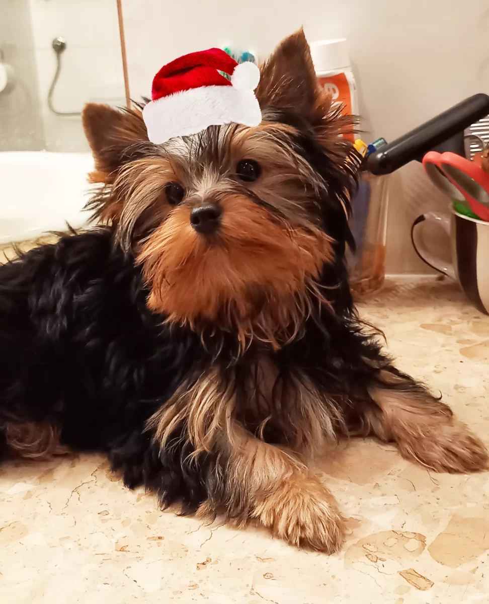 Yorkshire terrier sunia/5mc/dobrze wychowane