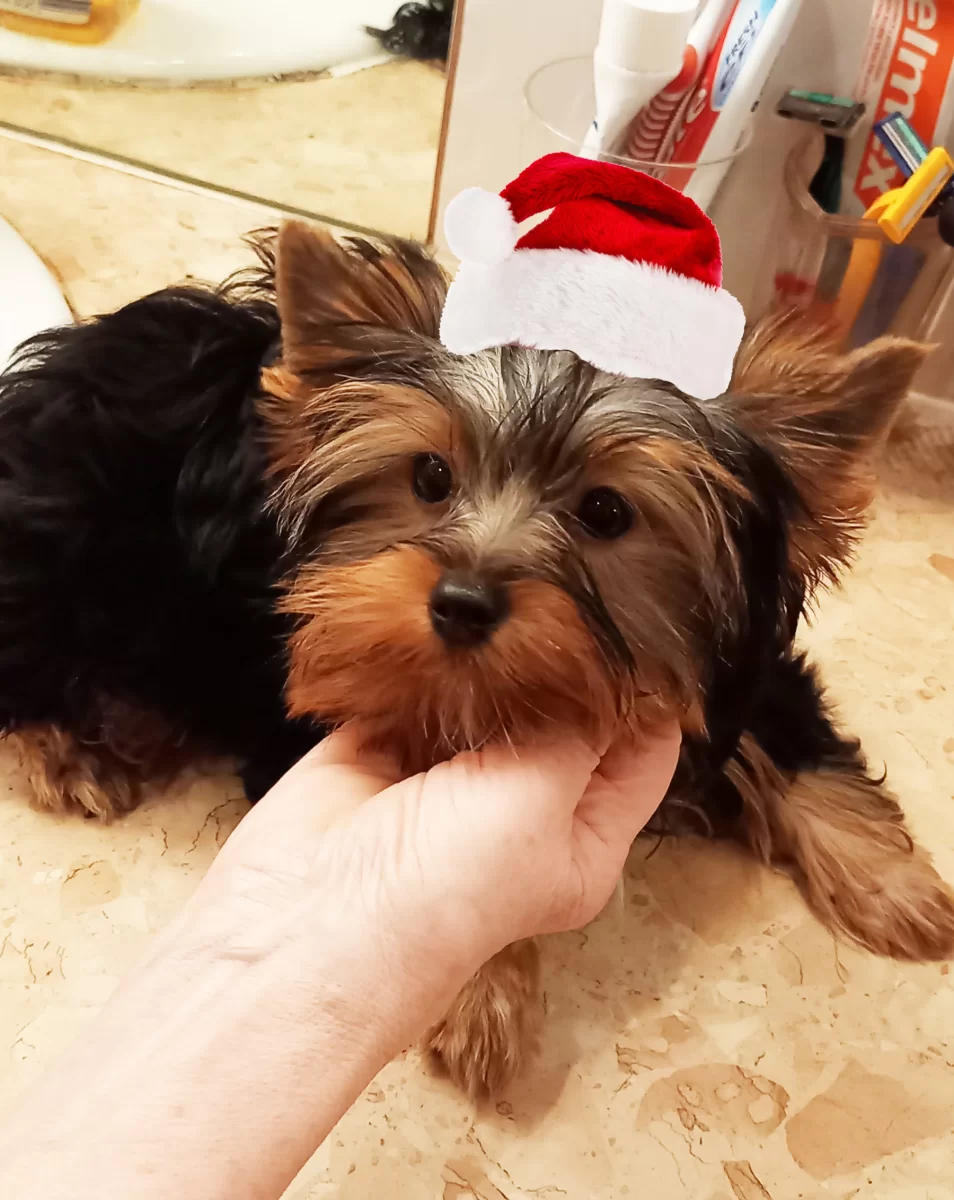 Yorkshire terrier sunia/5mc/dobrze wychowane