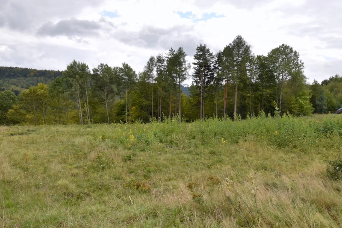 Bukowiec gm. Korzenna działka 1,06 ha