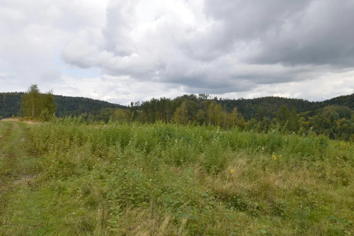 Bukowiec gm. Korzenna działka 1,06 ha