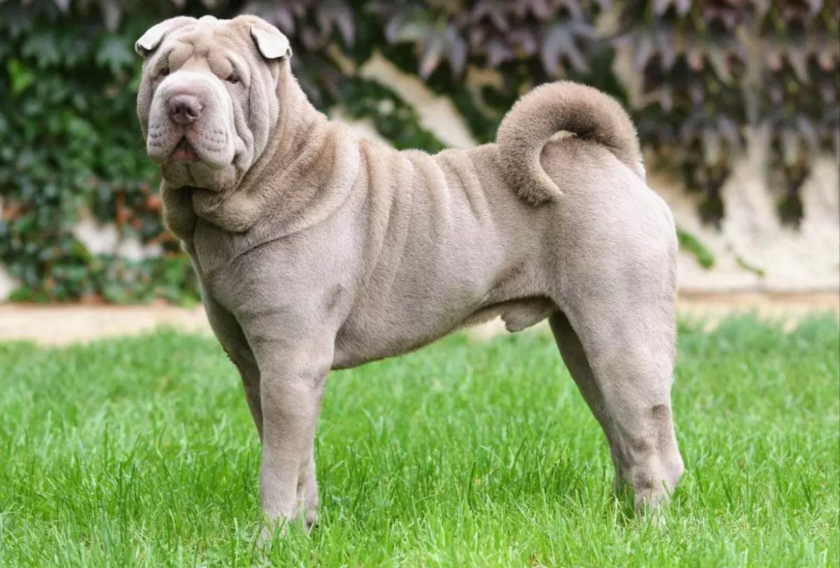 Pies rasy Sharpei