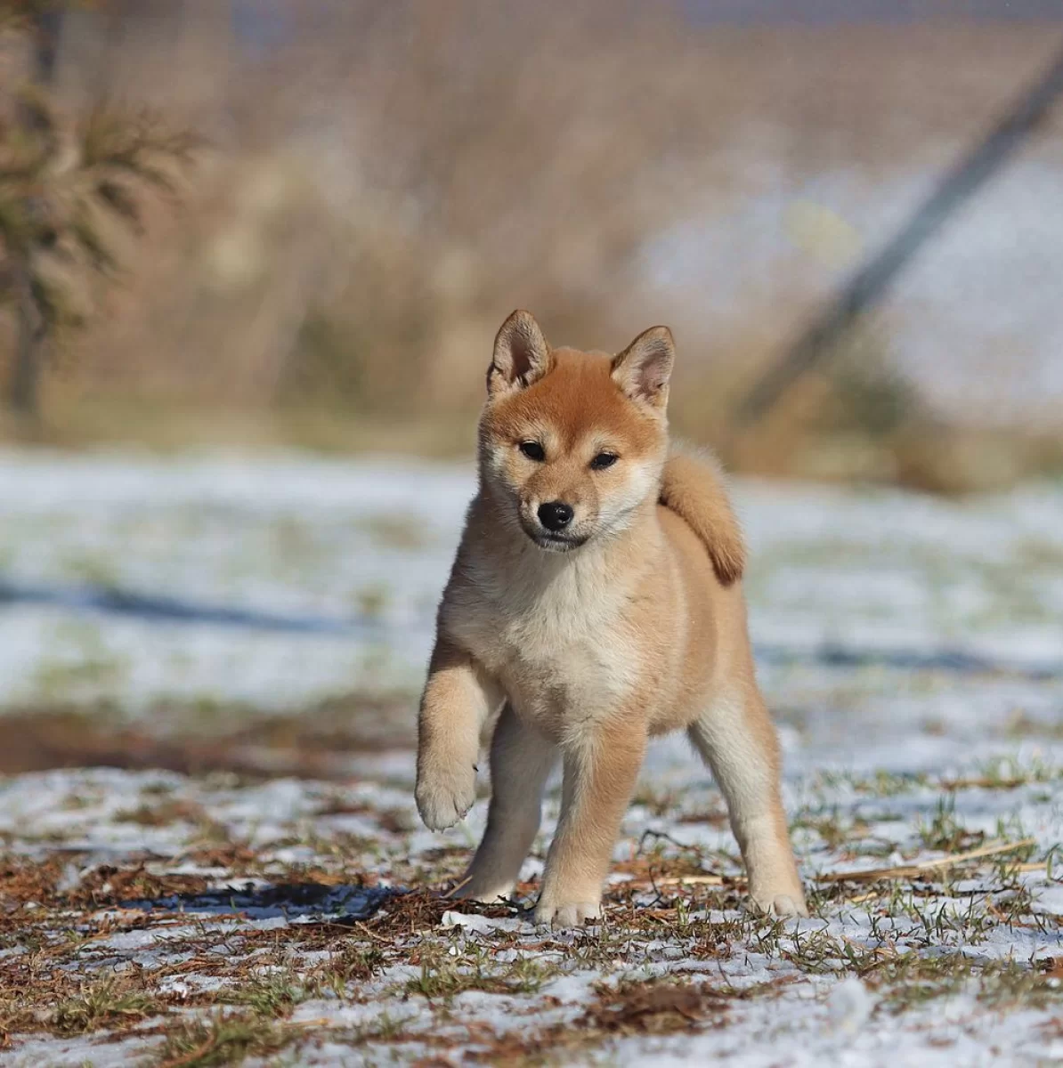Shiba Inu, Shiba szczenięta Metryka ZKwP/FCI