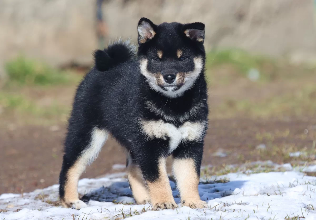 Shiba Inu, Shiba szczenięta Metryka ZKwP/FCI
