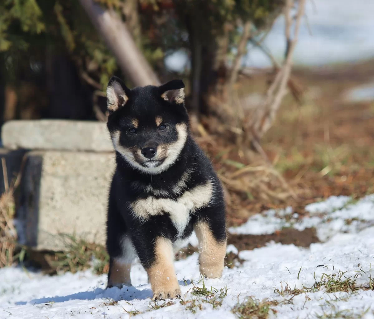 Shiba Inu, Shiba szczenięta Metryka ZKwP/FCI