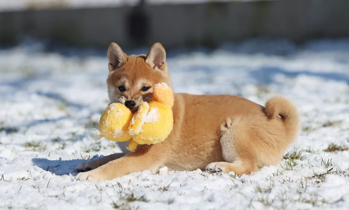 Shiba Inu, Shiba szczenięta Metryka ZKwP/FCI