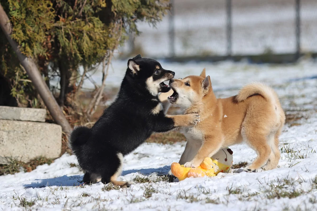 Shiba Inu, Shiba szczenięta Metryka ZKwP/FCI