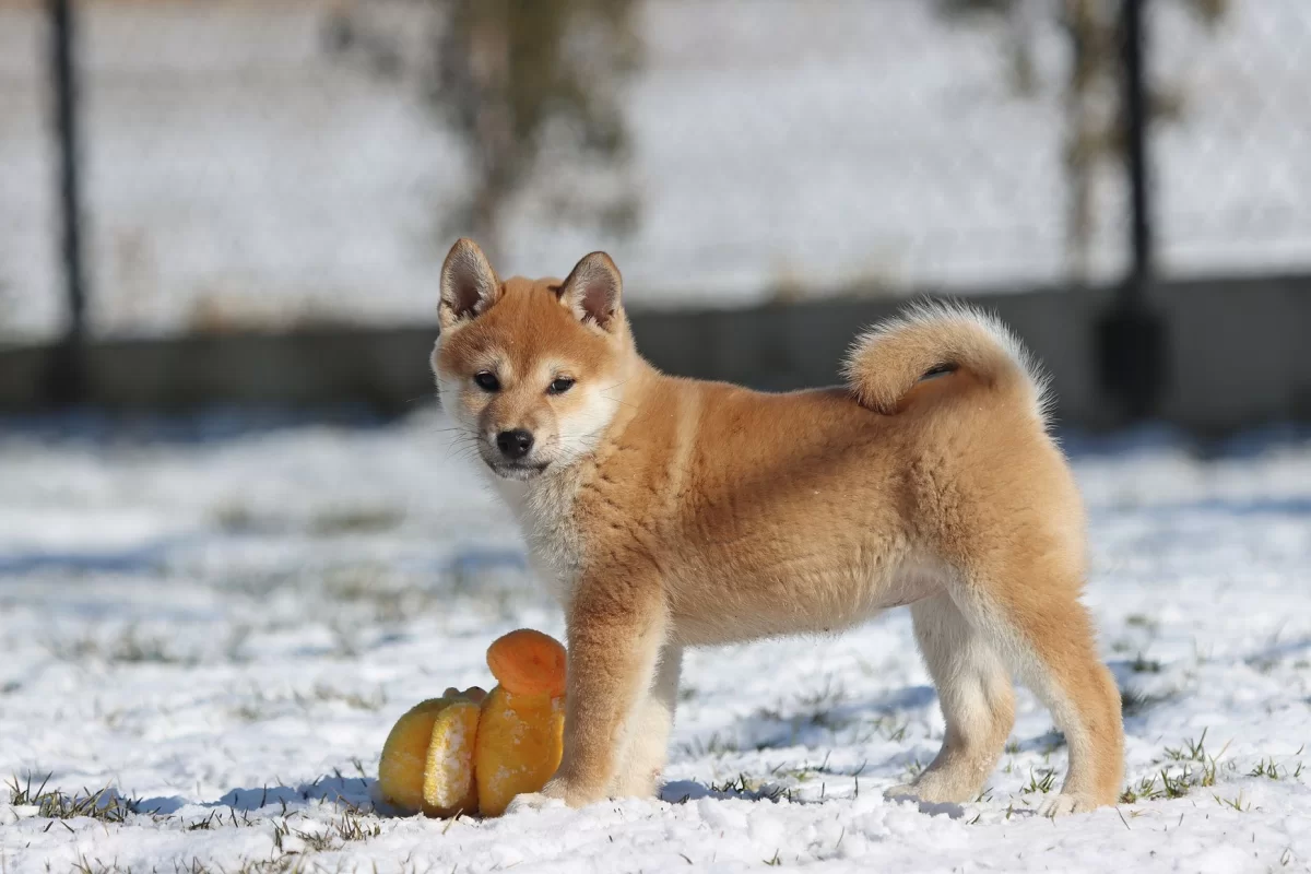 Shiba Inu, Shiba szczenięta Metryka ZKwP/FCI