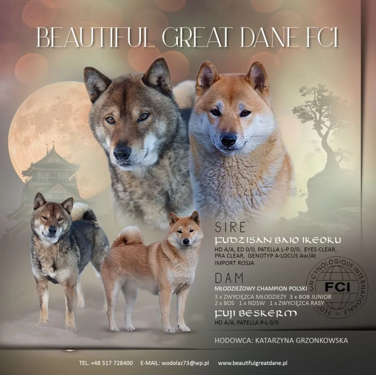 Shiba Inu, Shiba szczenięta Metryka ZKwP/FCI