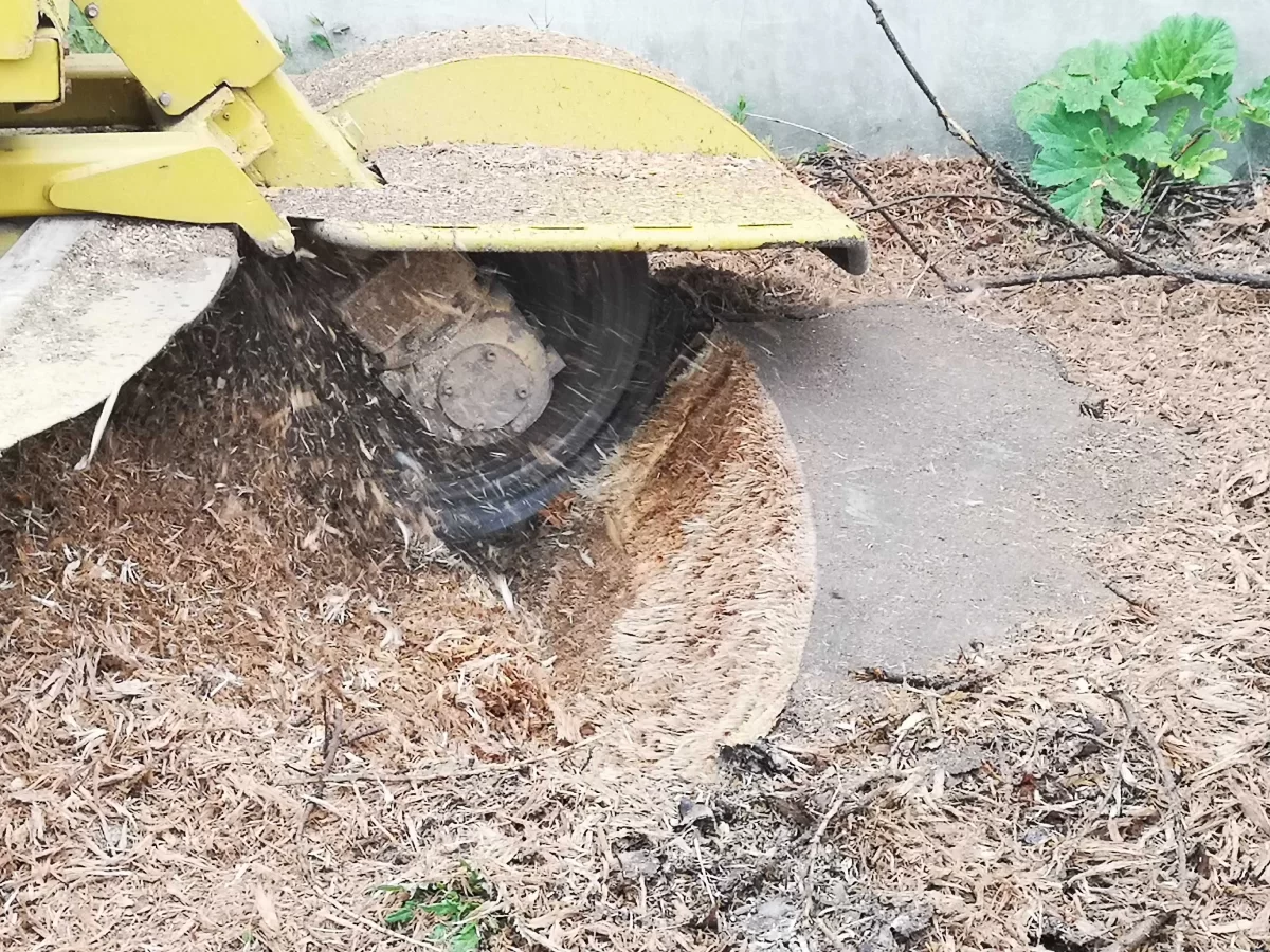 Wycinka drew trudnych metodą alpinistyczną lub z podnośnika.