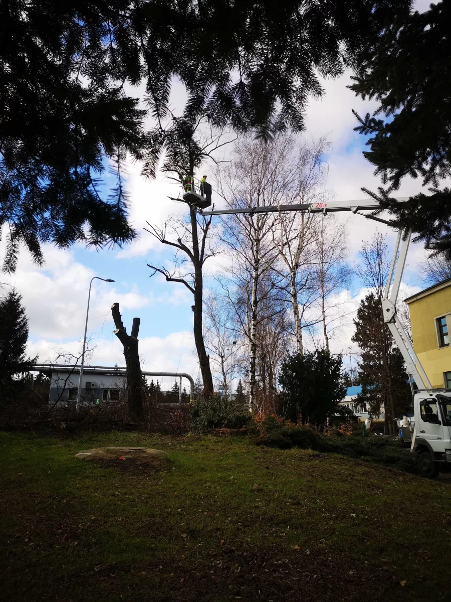 Wycinka drew trudnych metodą alpinistyczną lub z podnośnika.