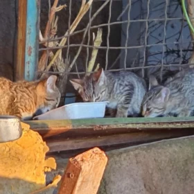 Koty ze śmietnika szukają pomocy!