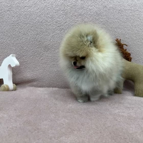 Szpic miniaturowy MINI dziewczynka Pomeranian BOO