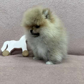 Szpic miniaturowy MINI dziewczynka Pomeranian BOO