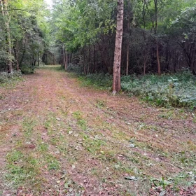 Sprzedam Siedlisko 1,6 ha z Dom z bala na sprzedaż Koszewo