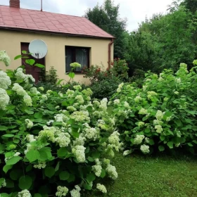 Siedlisko z domem i ogrodem [możliwość dokupienia 4,17 ha pola