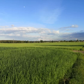 Sprzedam mieszkanie 81m2 SALON+2SYPIALNIE Wągrowiec Bartodzieje