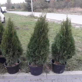 Tuja szmaragd WYPRZEDAŻ 100 120 cm sweieżo kopane z gruntu transport
