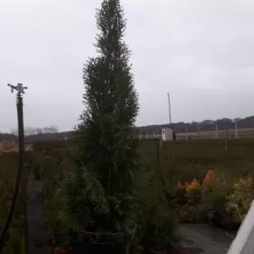 Tuja szmaragd WYPRZEDAŻ 100 120 cm sweieżo kopane z gruntu transport