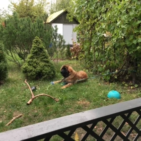 Działka ,ogródek działkowy.ROD Pilczyce ul.Hutnicza.Wrocław Fabryczna