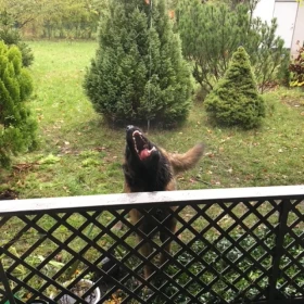 Działka ,ogródek działkowy.ROD Pilczyce ul.Hutnicza.Wrocław Fabryczna