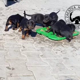 Gończy Polski szczenięta