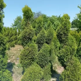 Tuje formowane bardzo duży wybór.