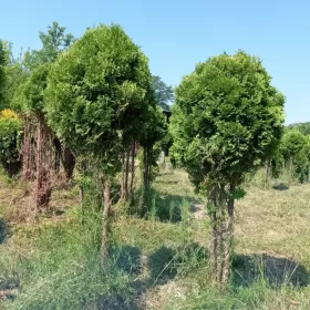 Tuje formowane bardzo duży wybór.