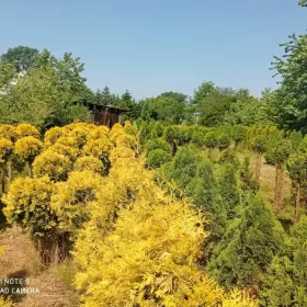 Tuje formowane bardzo duży wybór.