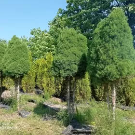 Tuje formowane bardzo duży wybór.