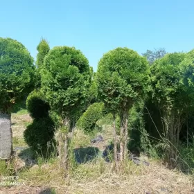 Tuje formowane bardzo duży wybór.