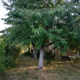 Działka rekreacyjna/ Ogródek działkowy