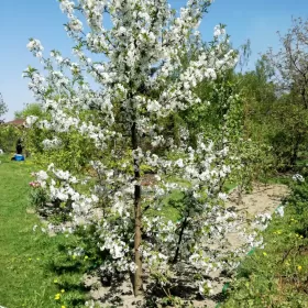 DZIAŁKA REKREACYJNA 540 m2 na sprzedaż