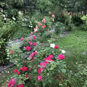 Ogródek działkowy sprzedam