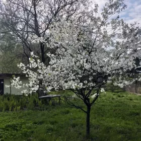 Ogródek działkowy Radom na sprzedaż