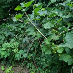 Na sprzedaż ogródek działkowy ROD na Saskiej Kępie, 530m