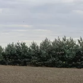 spszedam obiekty folwarczne