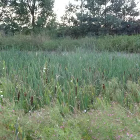 spszedam obiekty folwarczne