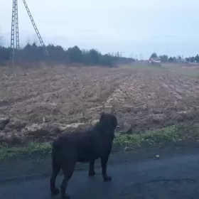 Sprzedam działkę rolna w dobrej lokalizacji w Radomiu