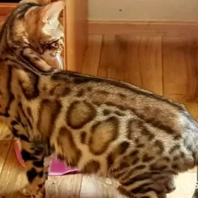Koty bengalskie,  kocięta bengalskie
