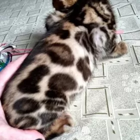 Koty bengalskie,  kocięta bengalskie