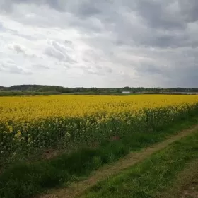 Działka , linią brzegową Jezioraka 5ha pod zabudowę kanał na Zalewo