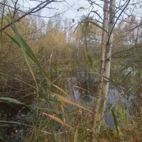 Działka , linią brzegową Jezioraka 5ha pod zabudowę kanał na Zalewo