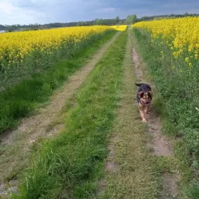 Działka , linią brzegową Jezioraka 5ha pod zabudowę kanał na Zalewo
