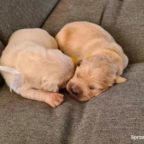 szczeniaki Golden Retriever FCI