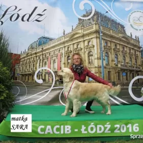 szczeniaki Golden Retriever FCI